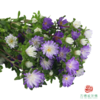 迷你菊 蓝色渐变 商品缩略图2