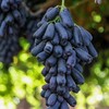 蓝宝石葡萄 Sapphire Grapes 800g/盒 商品缩略图0