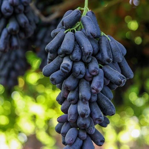蓝宝石葡萄 Sapphire Grapes 800g/盒 商品图0