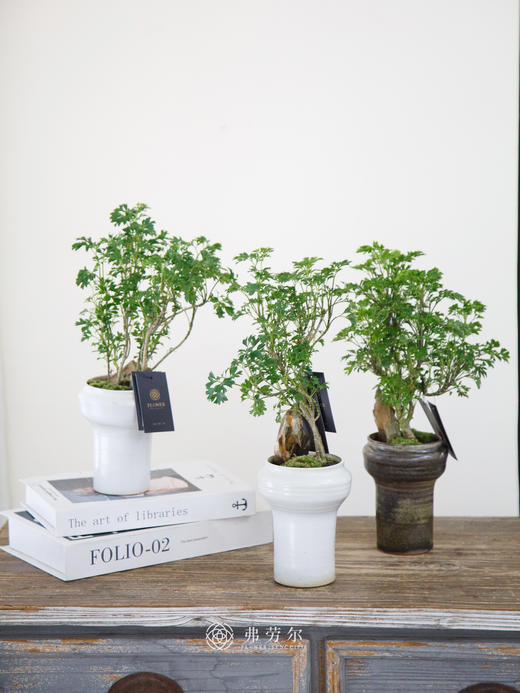 福禄桐 商品图0