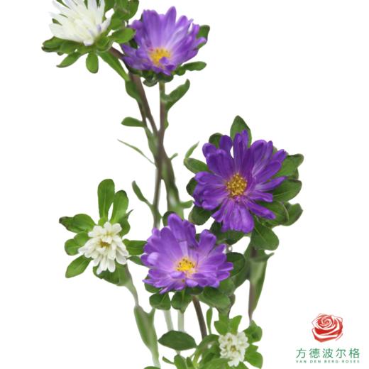 迷你菊 蓝色渐变 商品图1