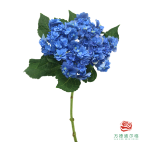 市场绣球-卑弥呼