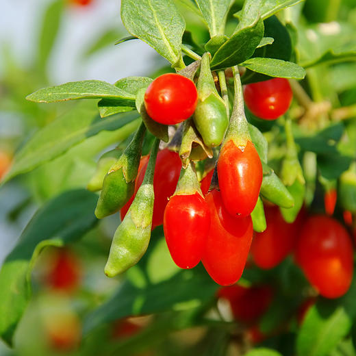 兵团红红枸杞/罐装218g【疆品南下 粤品北上】 商品图4