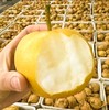 2025年‘桃梨节’第一季正宗湖北省枝江市百里洲砂梨手工现摘现发高档水果（生鲜水果新疆，青海，内蒙古，黑龙江，吉林，不能发货） 商品缩略图3