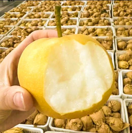 2025年‘桃梨节’第一季正宗湖北省枝江市百里洲砂梨手工现摘现发高档水果（生鲜水果新疆，青海，内蒙古，黑龙江，吉林，不能发货） 商品图3