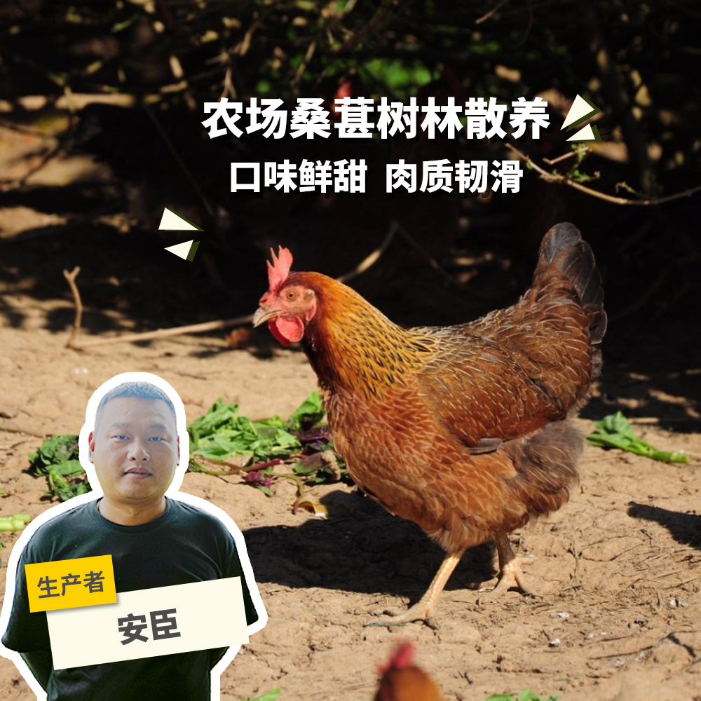 生态小麻鸡肉鸡（母鸡） | 绿家自产* Eco-Chicken | Self-production
