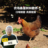 生态小麻鸡肉鸡（母鸡） | 绿家自产* Eco-Chicken | Self-production 商品缩略图0