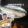 生态草鱼（冷冻，广东省外可下单）  | 绿家自产 * Eco- Grass Carp | Self-production 商品缩略图0