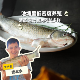 生态草鱼（冷冻，广东省外可下单）  | 绿家自产 * Eco- Grass Carp | Self-production