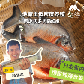 生态鲳鱼 （冷鲜，仅限省内下单）| 绿家自产 * Ecological pomfret | Self-production