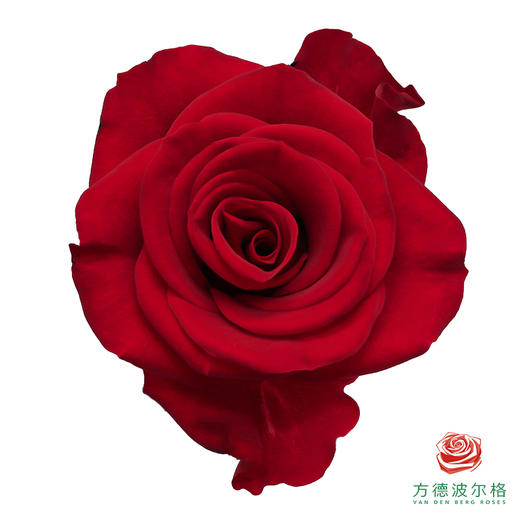 嘉荷单头-夜曲10枝一扎 商品图0