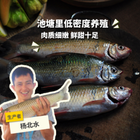 生态土鲮鱼（冷冻，广东省外可下单）  | 绿家自产 * Eco- Dace  | Self-production