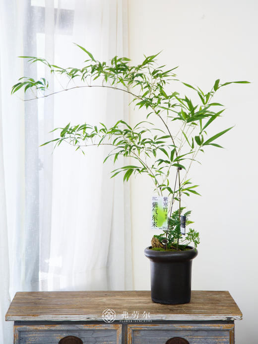 造型紫寒竹 商品图0