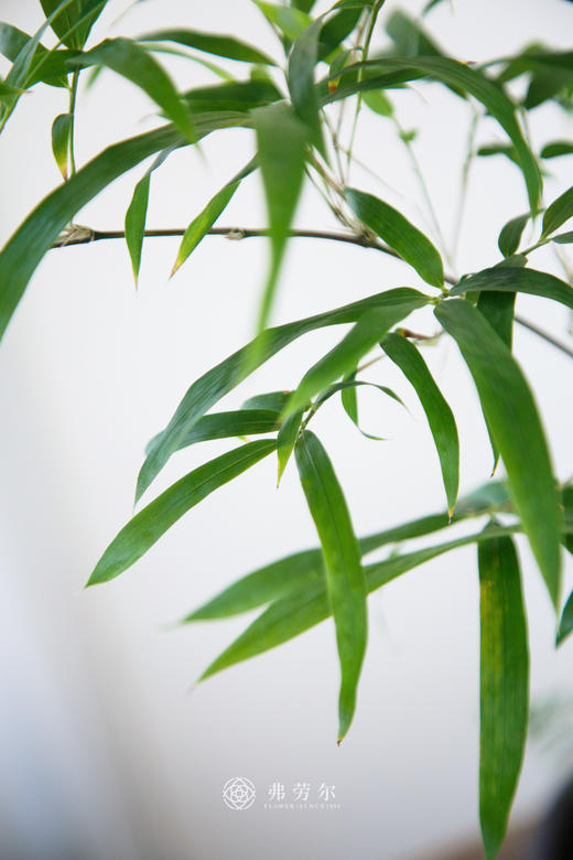 造型紫寒竹 商品图2