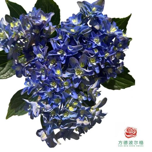 市场绣球-戴安娜王妃 商品图0