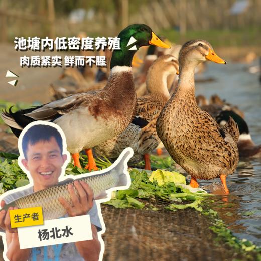 生态麻鸭 | 绿家自产* Eco-white duck | Self-production 商品图0