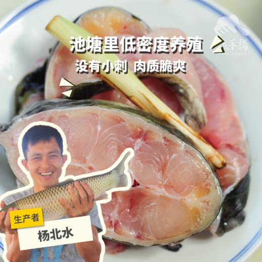 生态鮰鱼块（临期8折，冷冻，广东省外可下单）  | 绿家自产*Eco- longsnout catfish | Self-production 商品图0