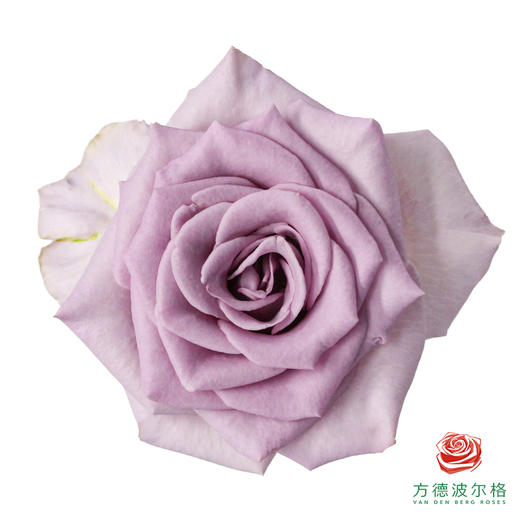 荷冠单头-幻影 10枝一扎 商品图0