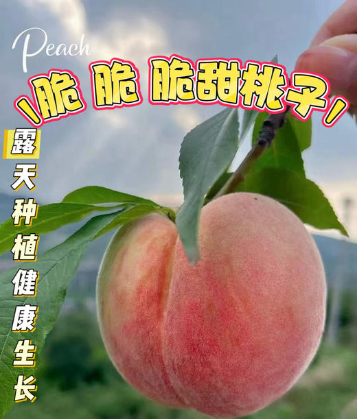 山西苏蜜脆桃80#以上净重4.5斤（7-9个） 商品图3