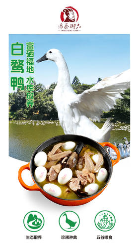 汤丞御品540天白鹜鸭