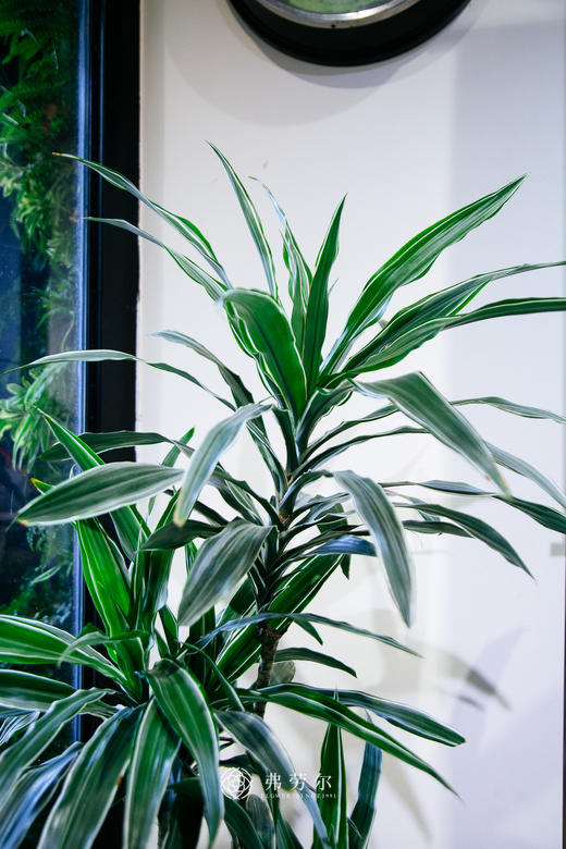 银边铁 商品图2