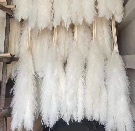 永生铁杆芦苇.（5枝/把） 商品图3