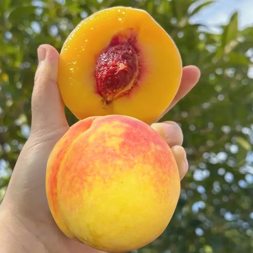 水果优选-建宁锦绣黄桃，一年仅售20天的爆款水果！ 商品图3