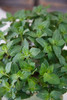 薄荷盆栽 商品缩略图1