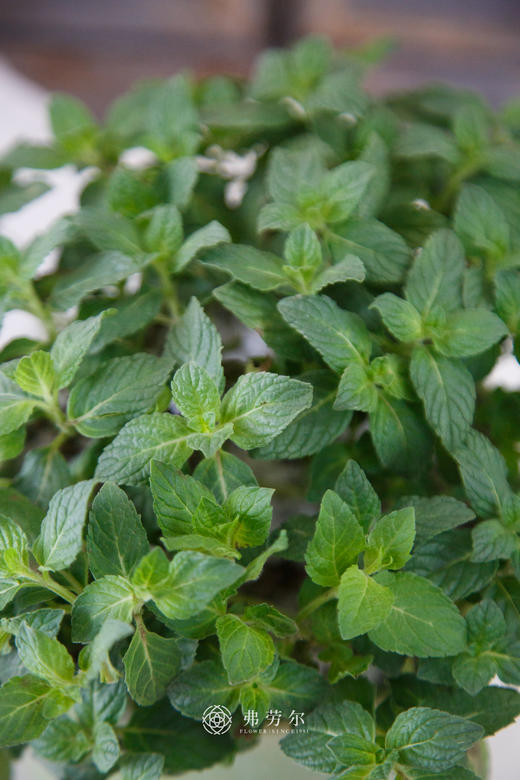 薄荷盆栽 商品图1