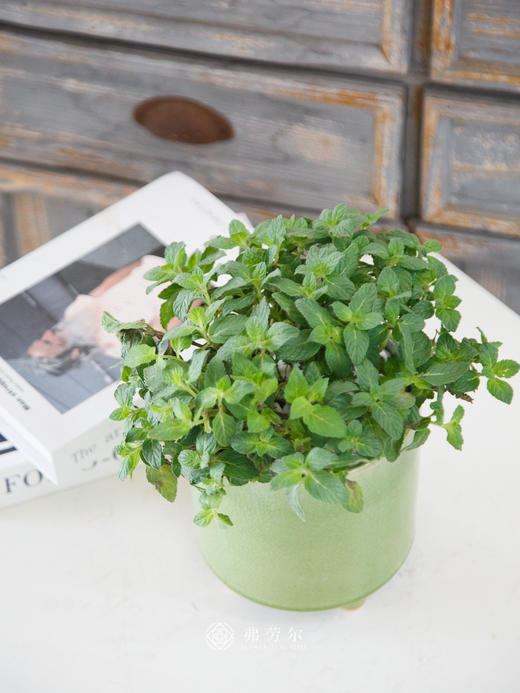 薄荷盆栽 商品图0
