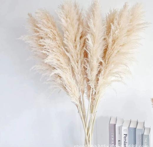 永生铁杆芦苇.（5枝/把） 商品图4