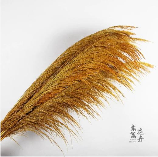 永生铁杆芦苇.（5枝/把） 商品图5