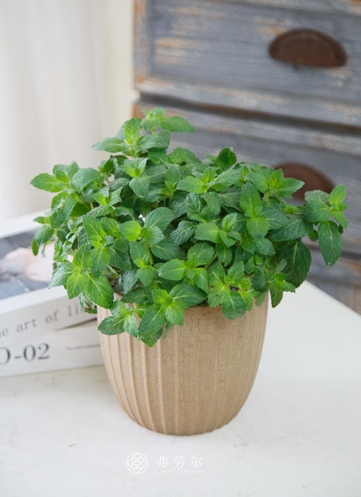 薄荷盆栽 商品图3