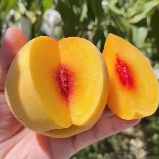 水果优选-建宁锦绣黄桃，一年仅售20天的爆款水果！ 商品图4