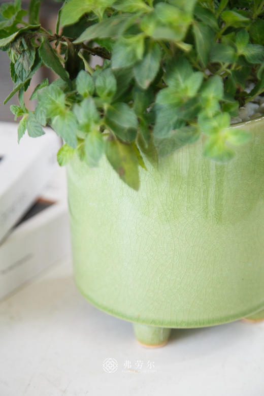 薄荷盆栽 商品图2