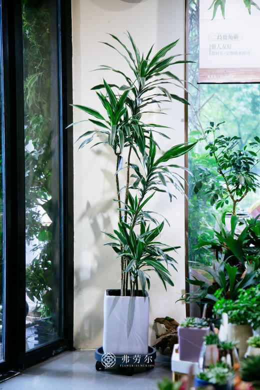 银边铁 商品图0