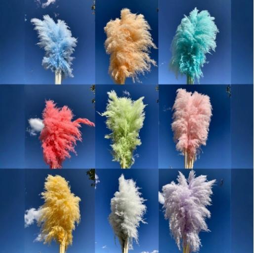 永生铁杆芦苇.（5枝/把） 商品图2