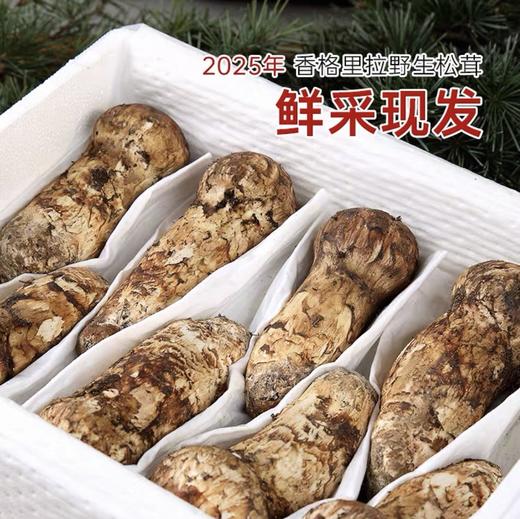 香格里拉直采松茸（9-12cm） 商品图0