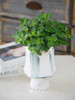 薄荷盆栽 商品缩略图2