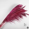 永生铁杆芦苇.（5枝/把） 商品缩略图1