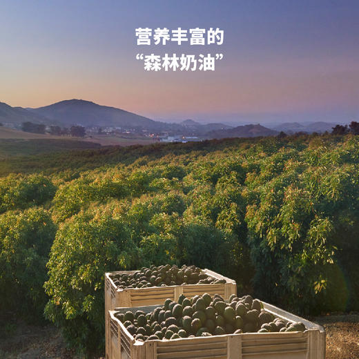 百果园PAGODA 招牌-青魁即食牛油果（中）8粒彩箱装 商品图2