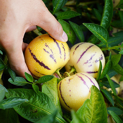 【云南石林树上熟人参果】糖水小炮弹 清甜多汁 肉质细腻 皮薄肉厚 入口爆汁 4种规格任选 商品图9