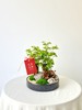 福禄桐MXY/158 商品缩略图0