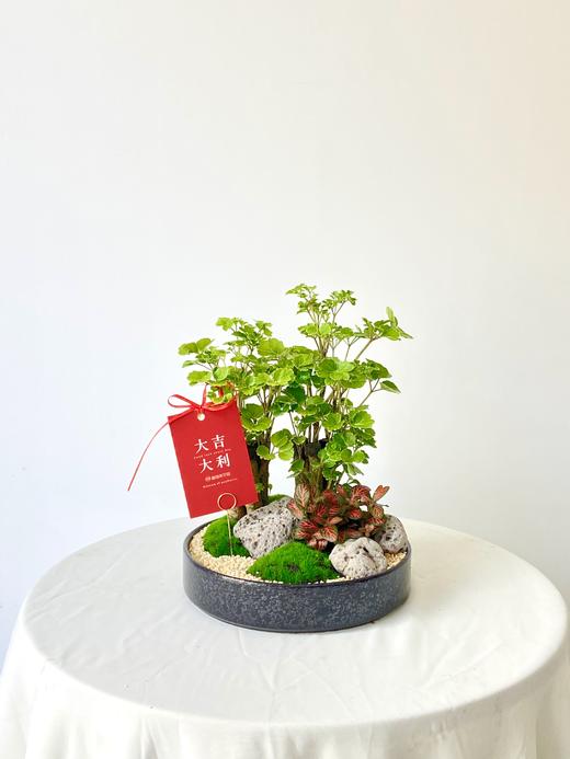 福禄桐MXY/158 商品图0