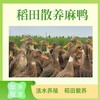 稻田散养麻鸭 净重3.5斤左右/只  活水养殖 现杀现发 商品缩略图1