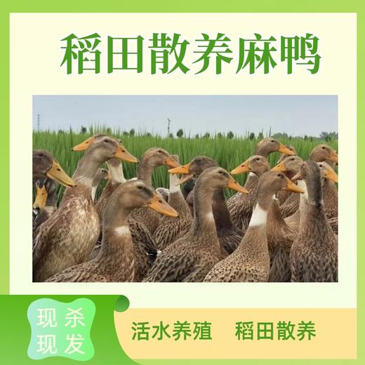 稻田散养麻鸭 净重3.5斤左右/只  活水养殖 现杀现发 商品图1
