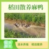 稻田散养麻鸭 净重3.5斤左右/只  活水养殖 现杀现发 商品缩略图3