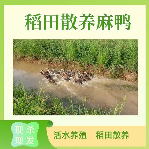 稻田散养麻鸭 净重3.5斤左右/只  活水养殖 现杀现发 商品图3