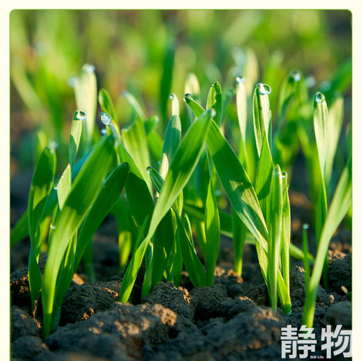 蒙北天然燕麦片28g｜蒙北燕麦 商品图3