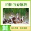 稻田散养麻鸭 净重3.5斤左右/只  活水养殖 现杀现发 商品缩略图0